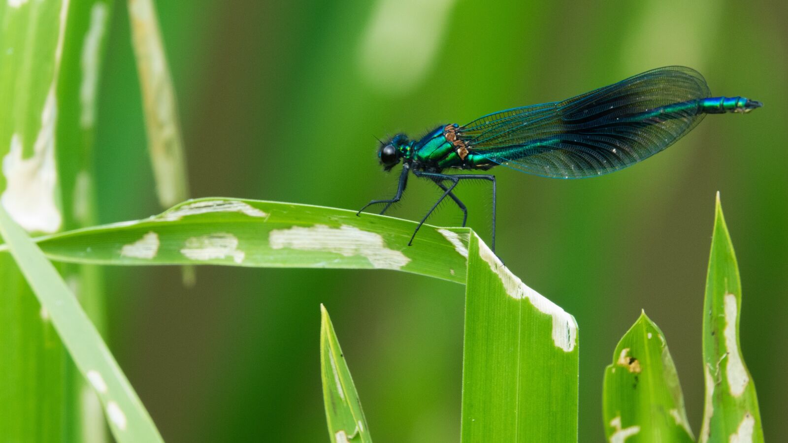 Sony Cyber-shot DSC-RX10 III sample photo. Dragonfly, insect, wing photography