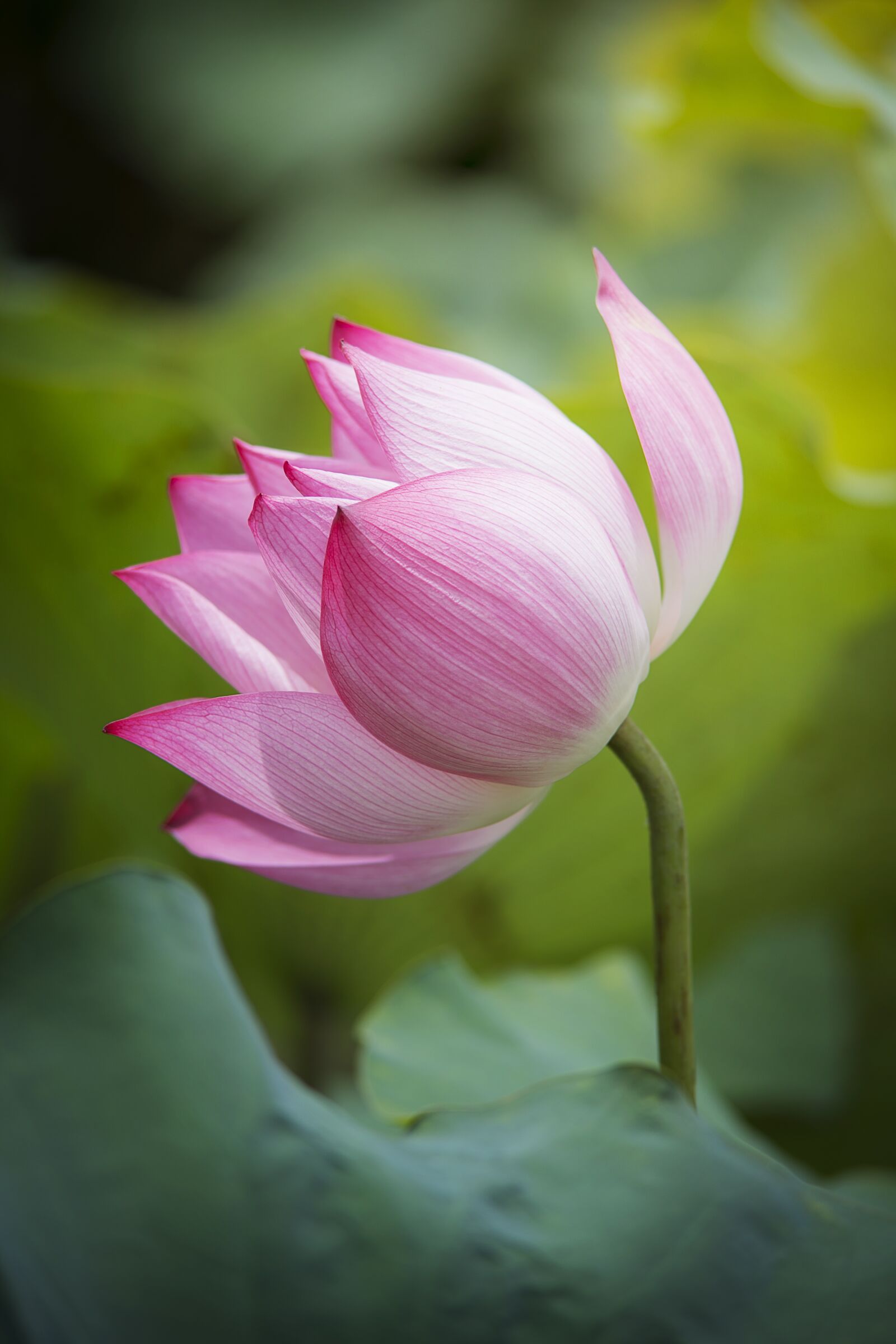 Nikon D800 sample photo. Lotus, flower, natural photography