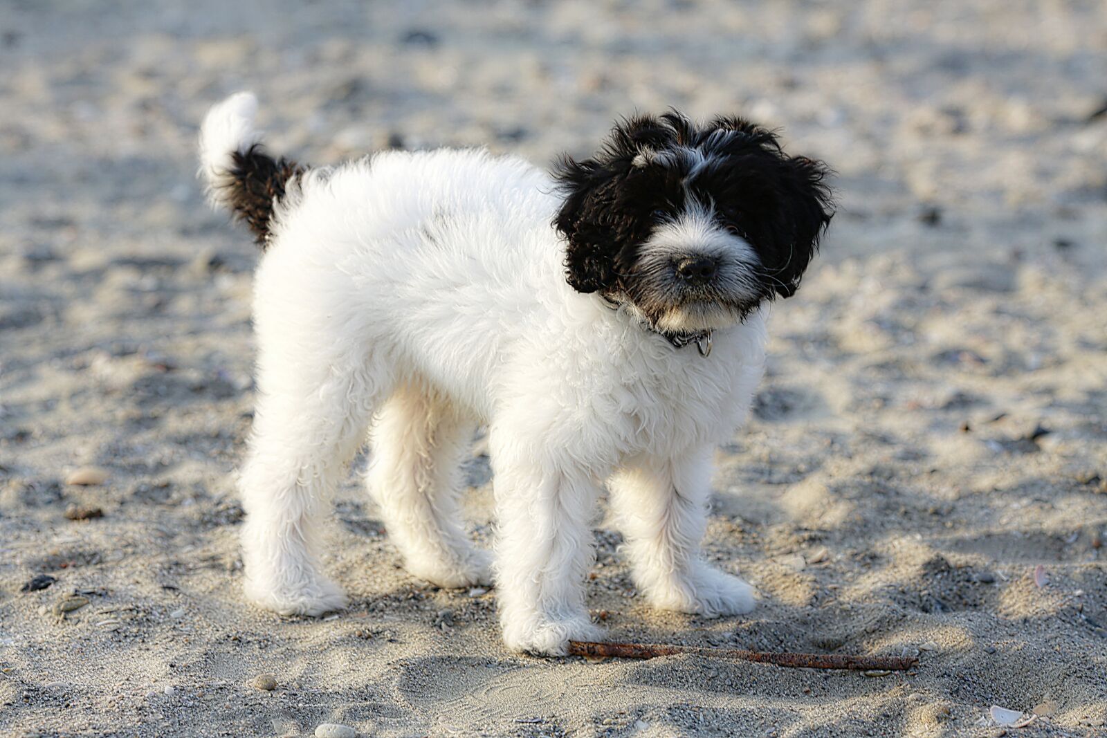 Canon EOS 5D Mark III sample photo. Dog, white, black photography