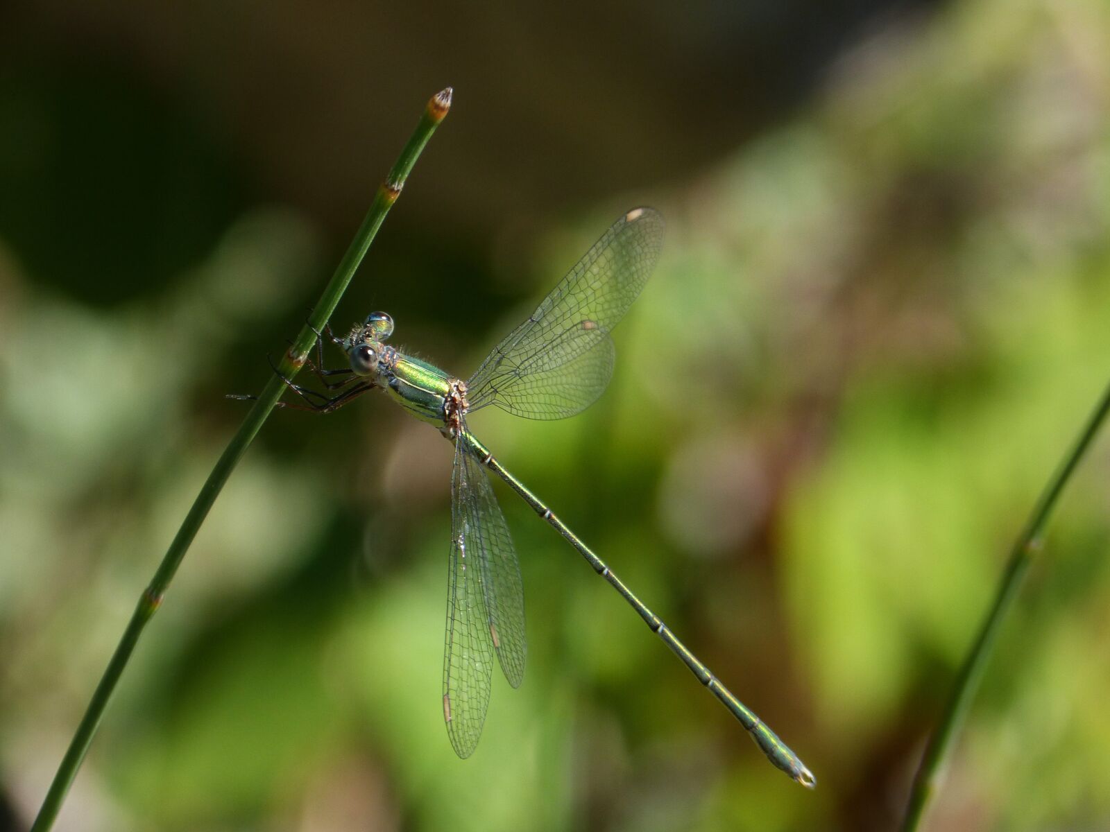 Panasonic DMC-FZ62 sample photo. Dragonfly, green dragonfly, lestes photography