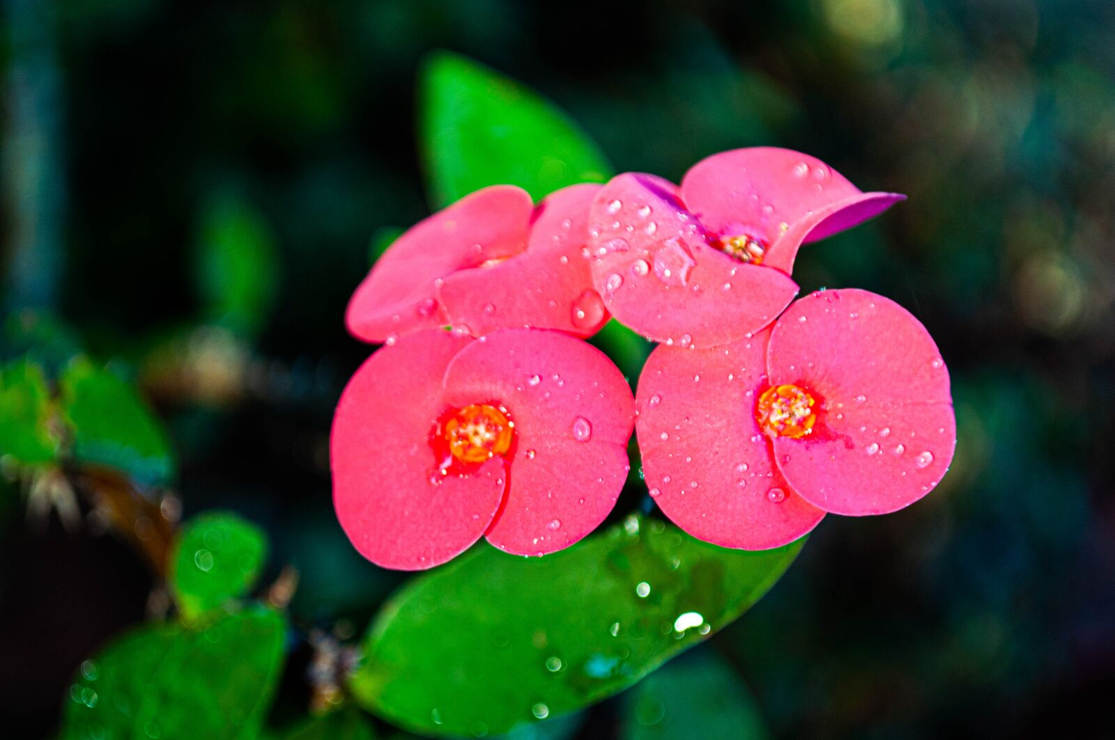Nikon D90 sample photo. Flowers, pink, plant photography