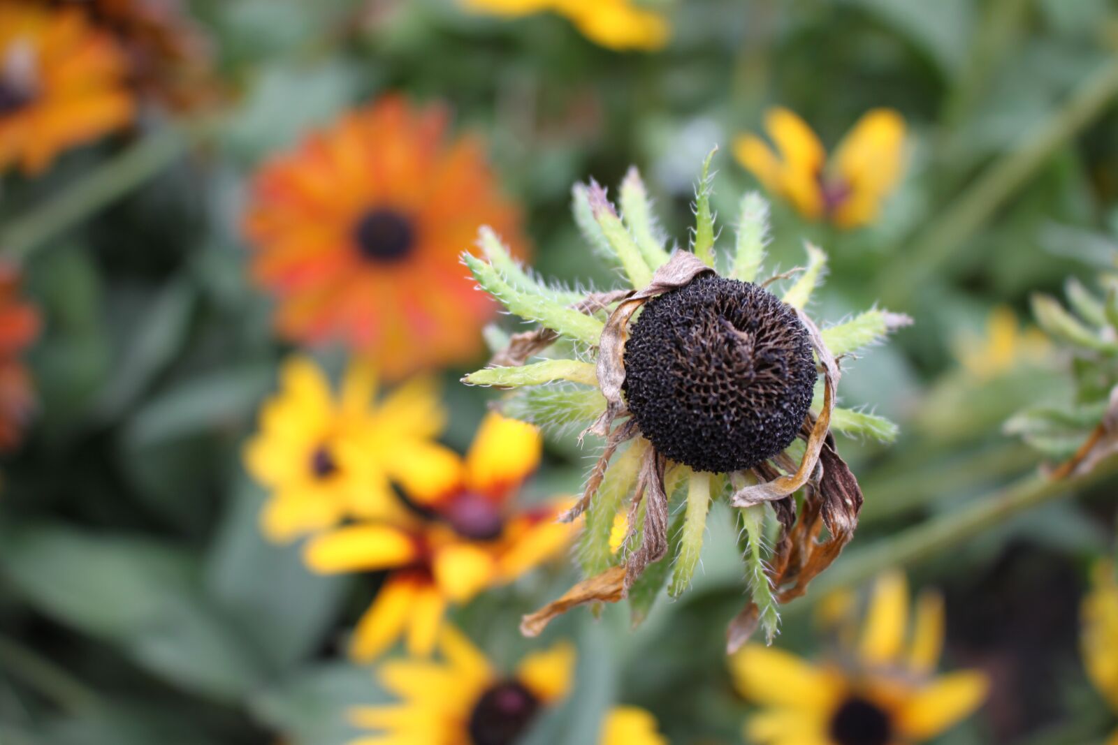 Canon EOS 500D (EOS Rebel T1i / EOS Kiss X3) sample photo. Nature, autumn, flowers photography