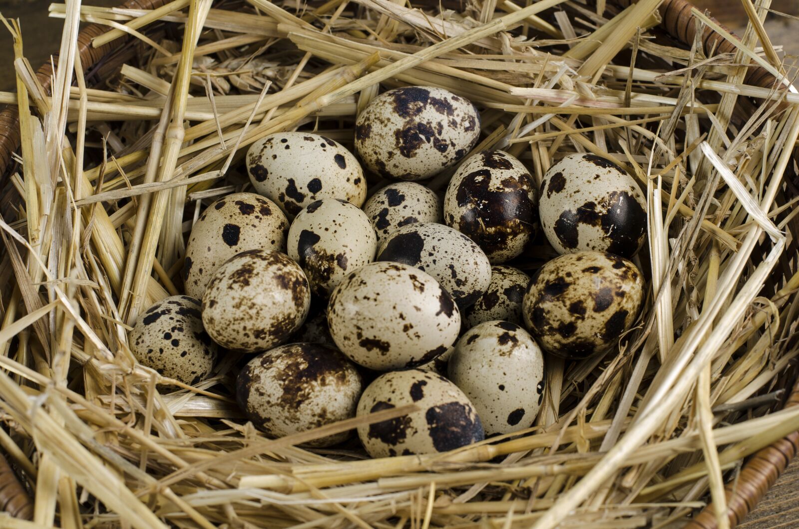 Nikon D7000 sample photo. Quail, egg, healthy photography