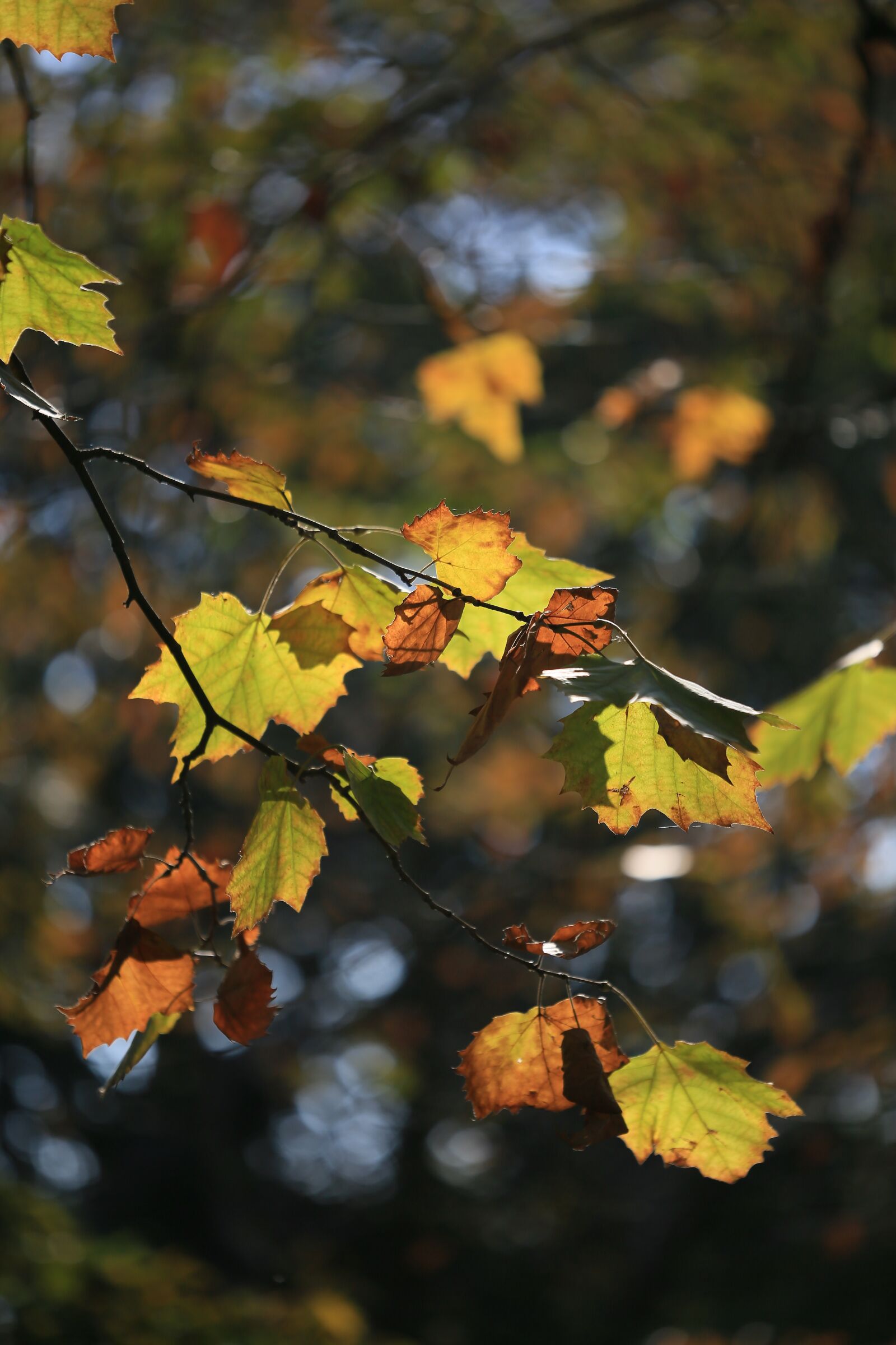 Canon EF 180mm F3.5L Macro USM sample photo. Tree, leaves, leaf of photography