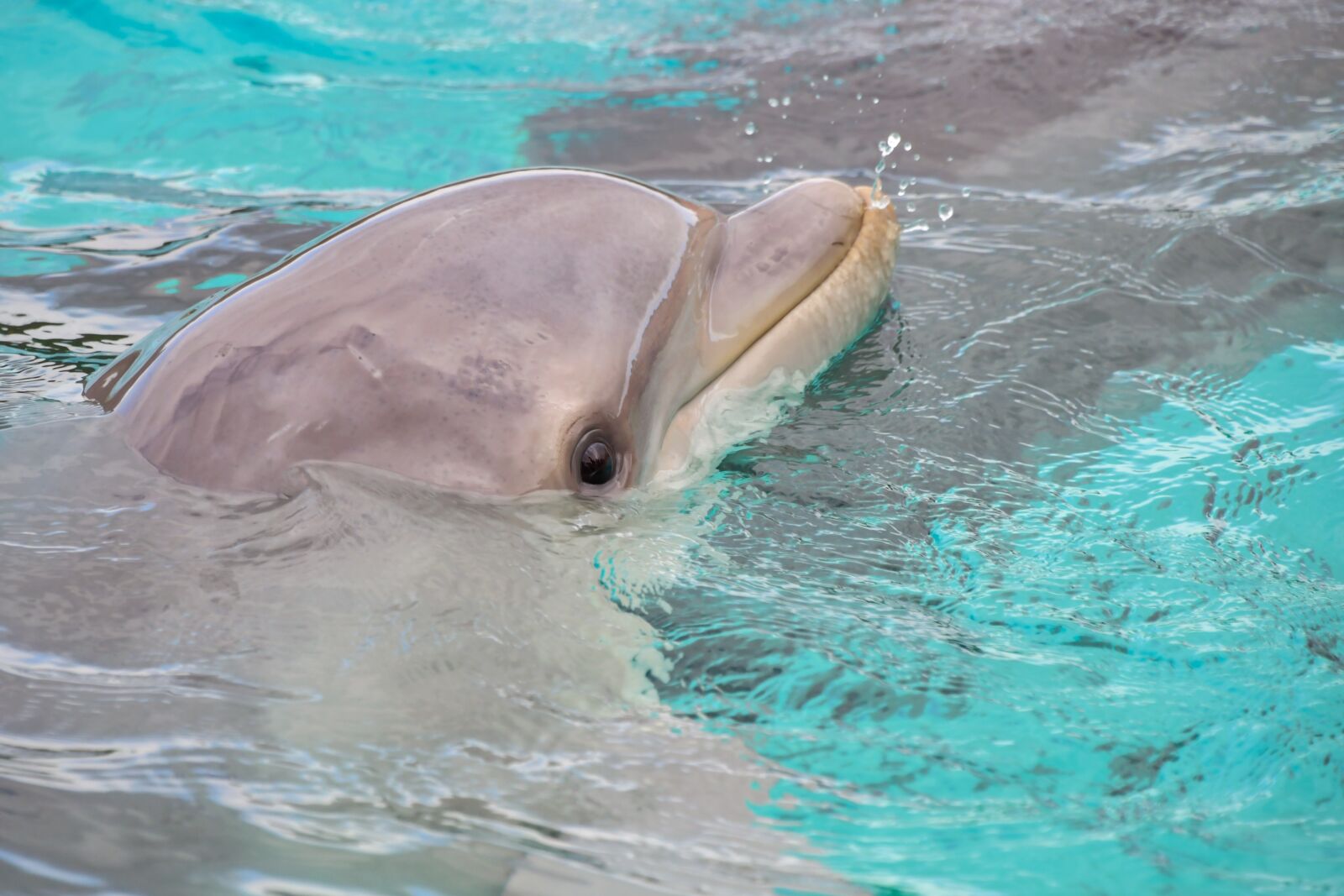 Nikon D500 sample photo. Dolphin, look, water photography
