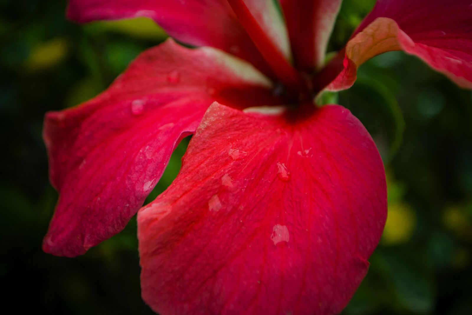 Nikon D3000 sample photo. Flowers photography