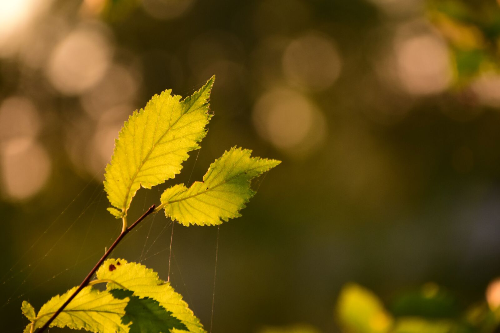 Nikon D3300 sample photo. Leaves, light, green photography
