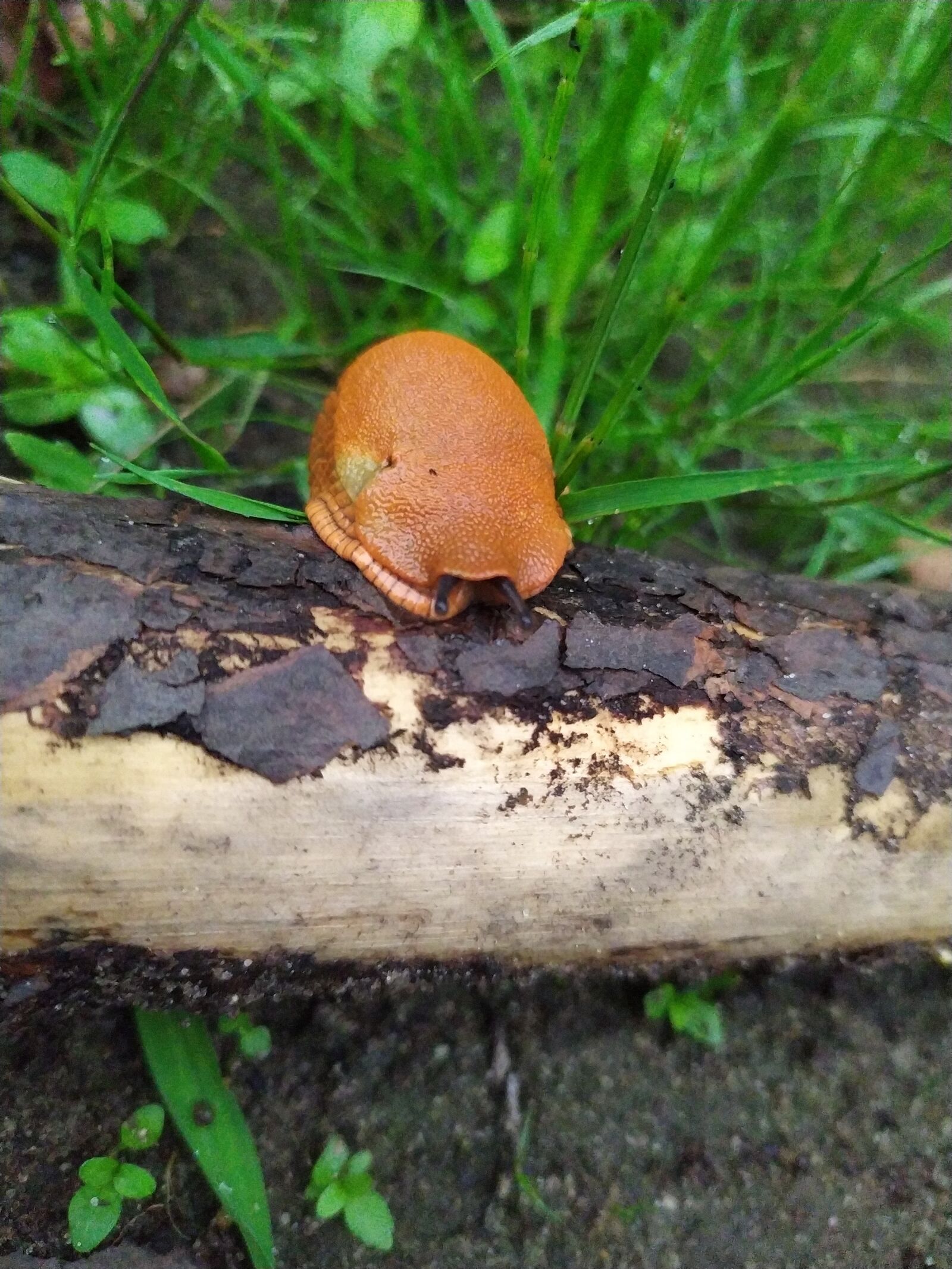 Xiaomi Redmi Note 7 sample photo. Snail, nature, animals photography