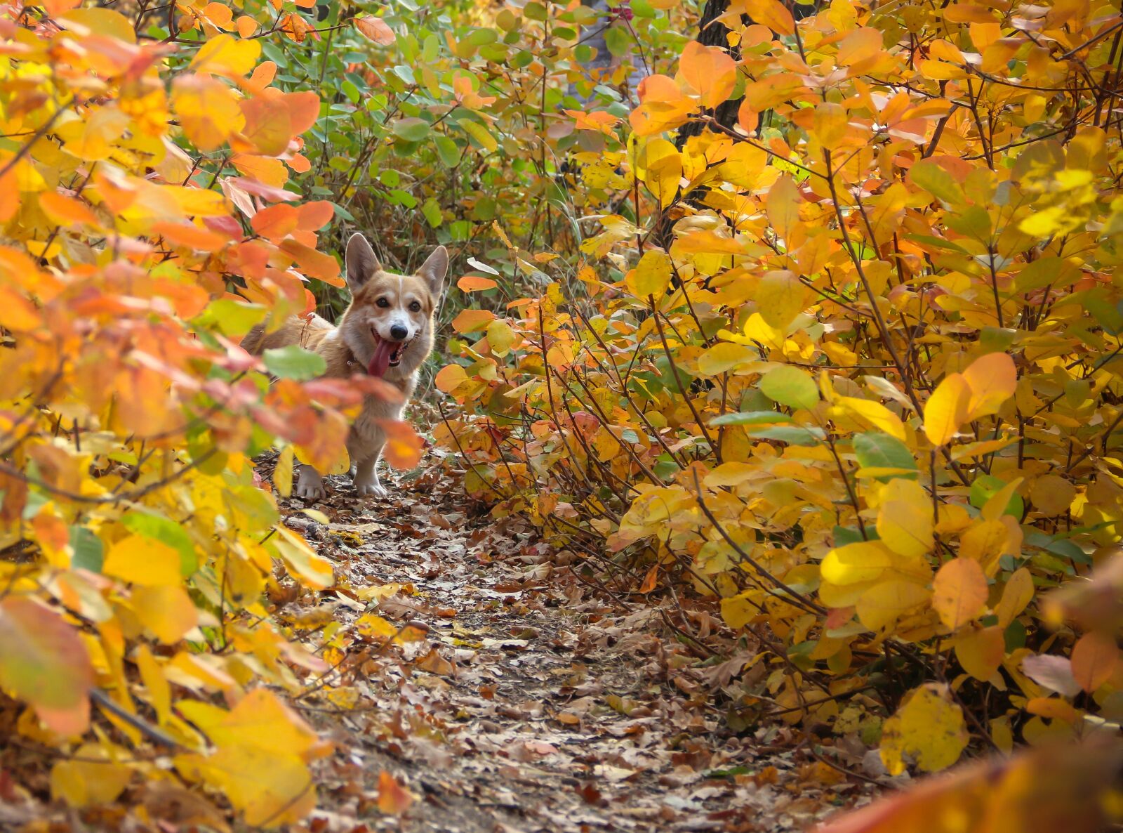 Canon EOS 550D (EOS Rebel T2i / EOS Kiss X4) sample photo. Corgi, dog, autumn photography