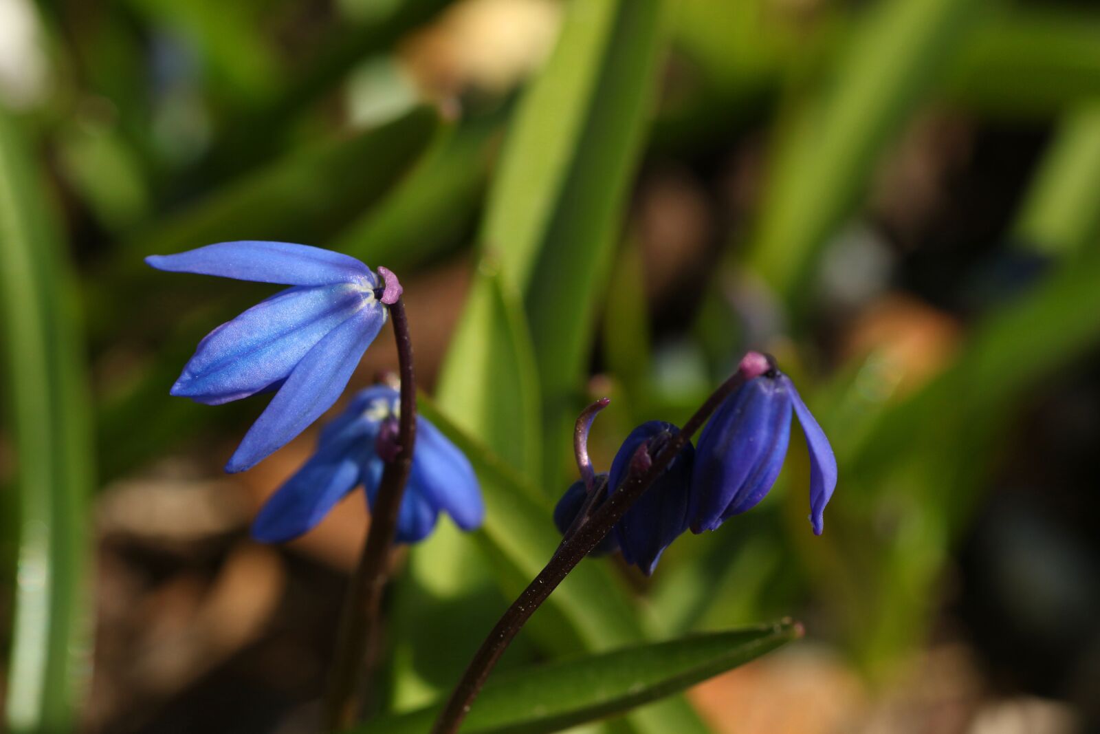 Canon EOS 7D Mark II sample photo. Nature, flora, outdoors photography