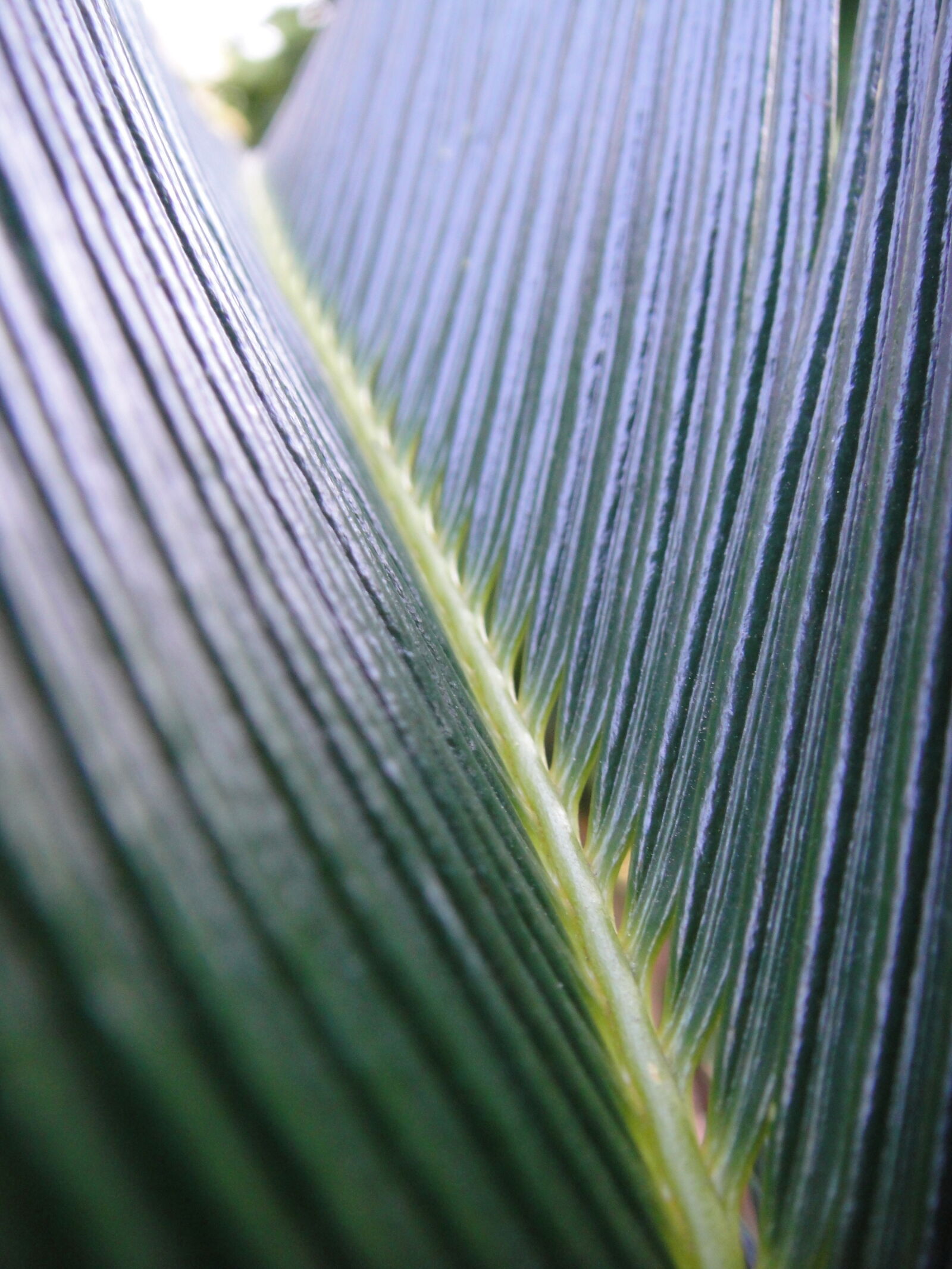 Sony DSC-T90 sample photo. Green, leaf, macro, nature photography