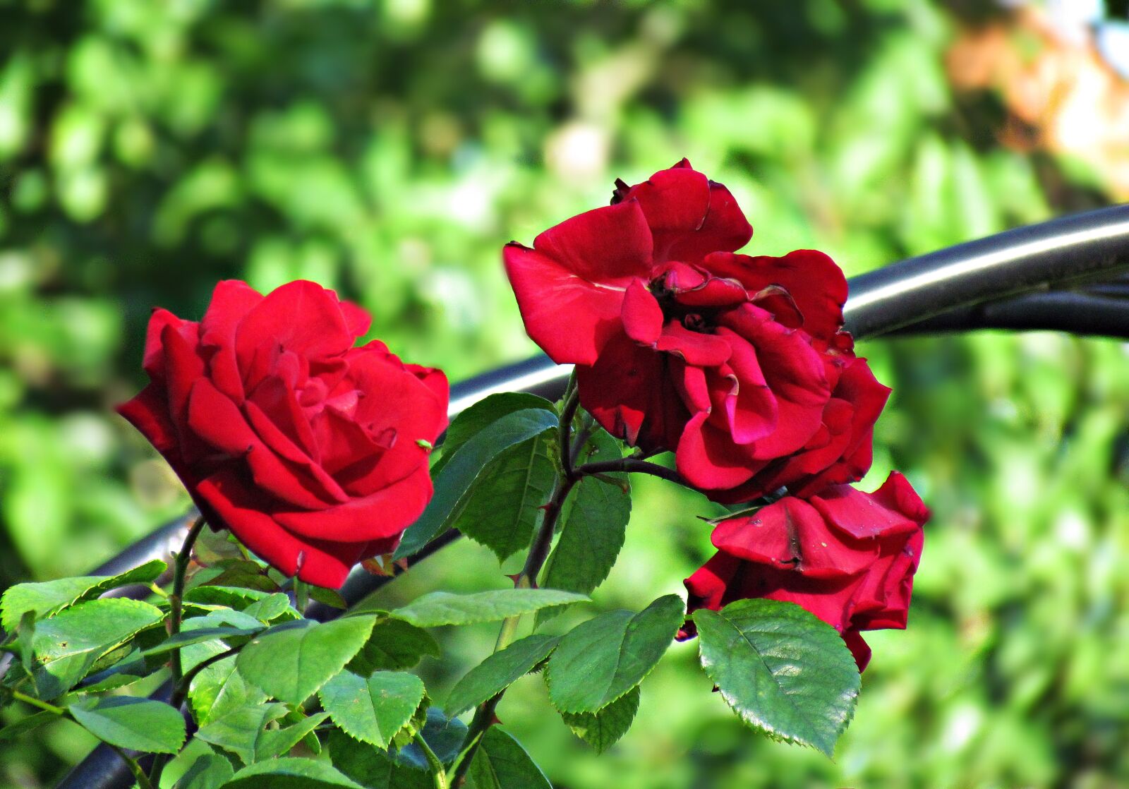 красные розы на природе фотографии красивые