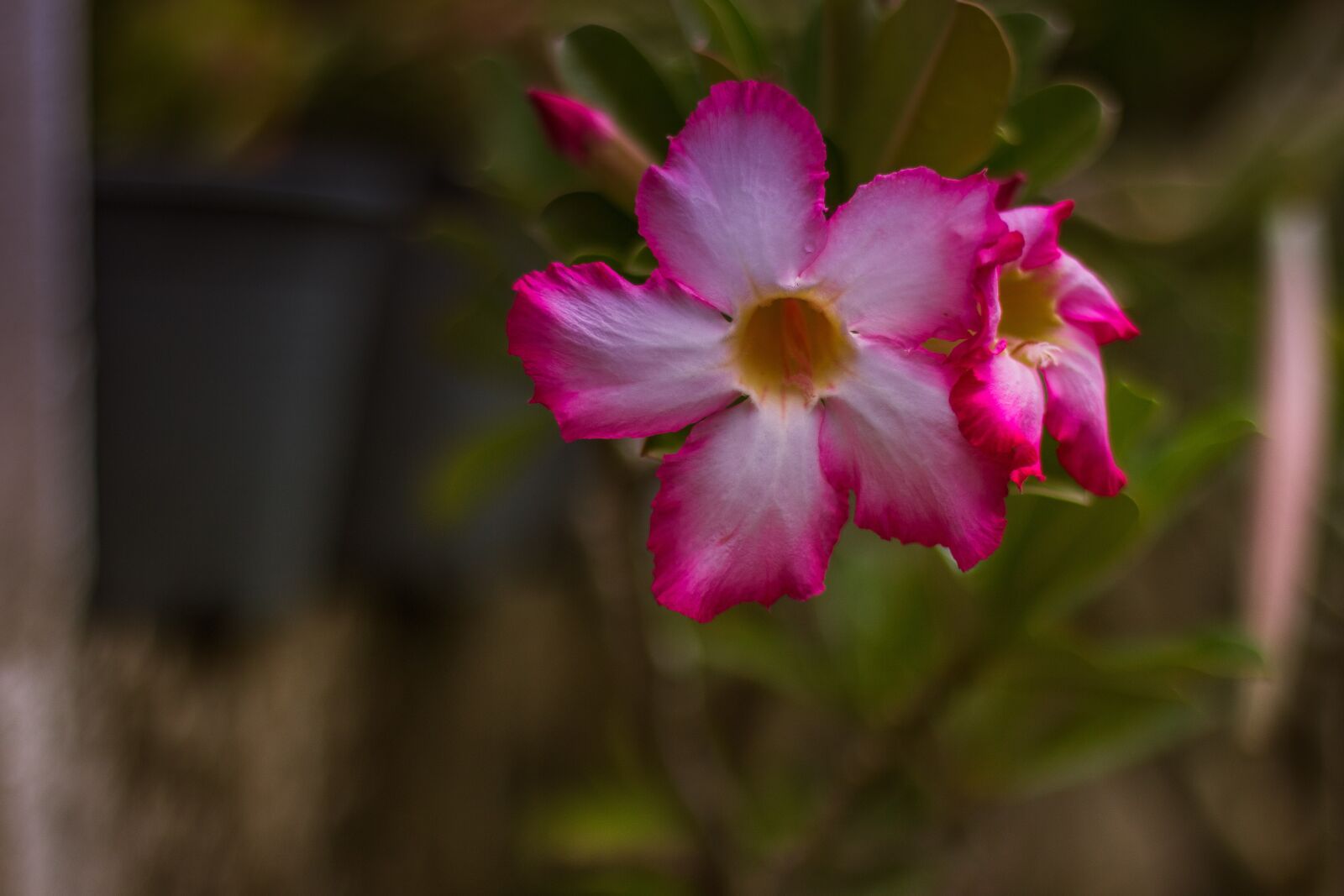 Canon EOS 700D (EOS Rebel T5i / EOS Kiss X7i) sample photo. Invited to visit, plant photography