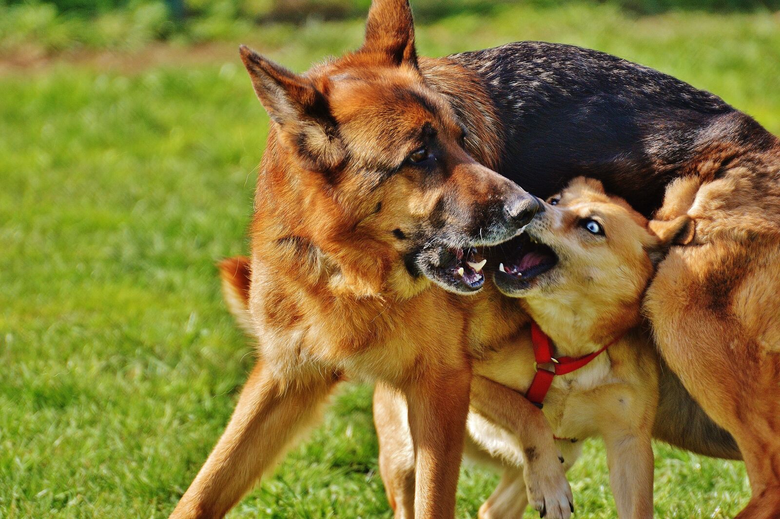 Nikon D3200 sample photo. Dogs, fur, play photography