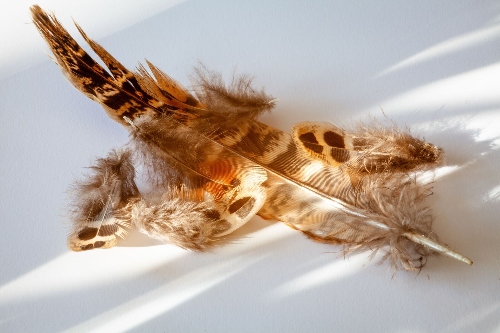 Canon EOS 5D Mark II sample photo. Feather, fluff, fluffy photography