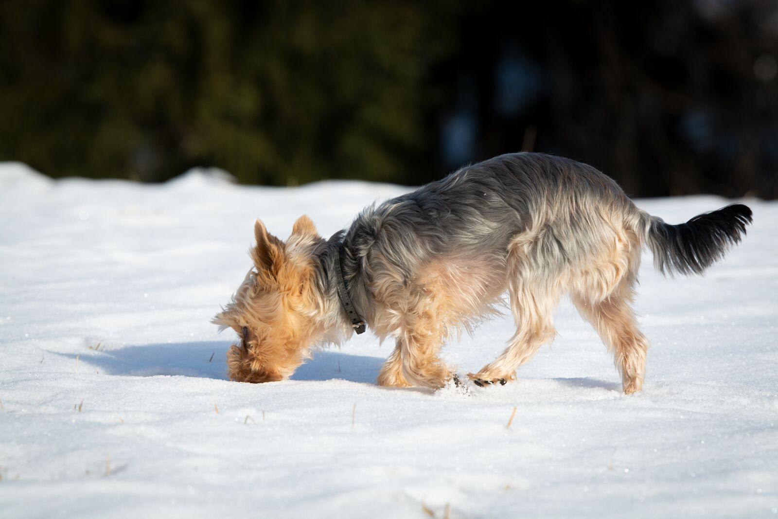 Nikon D7100 sample photo. Dog, winter, snow photography