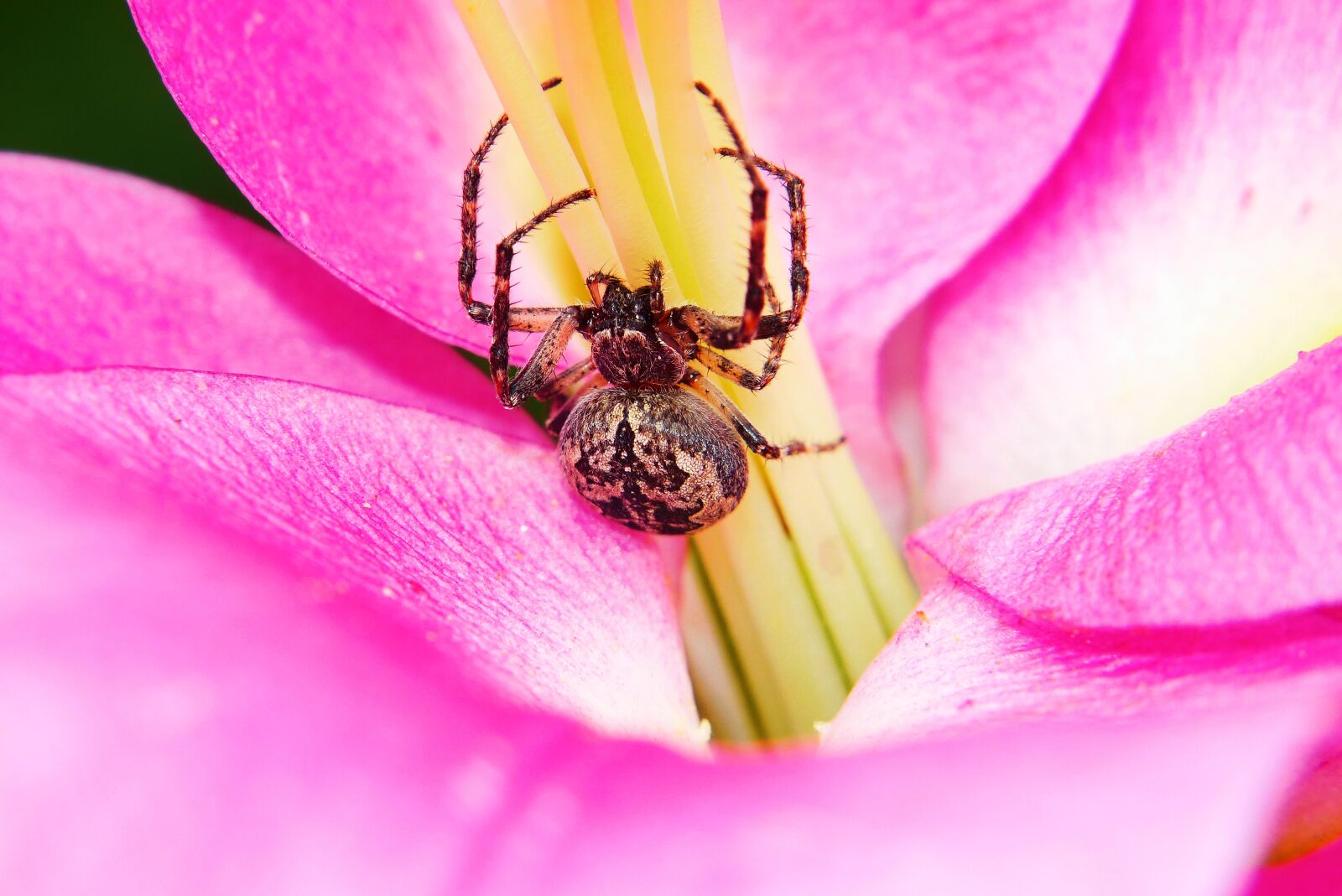 Panasonic Lumix DMC-FZ200 sample photo. Ko osz slit, spider photography