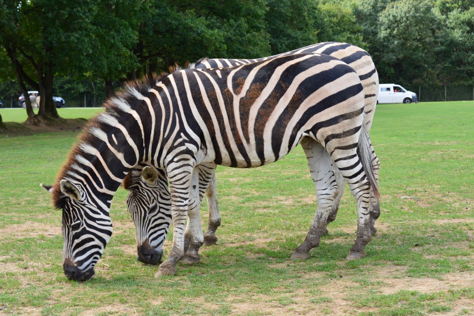 Nikon D5200 sample photo. Zebra, nature, zoo photography