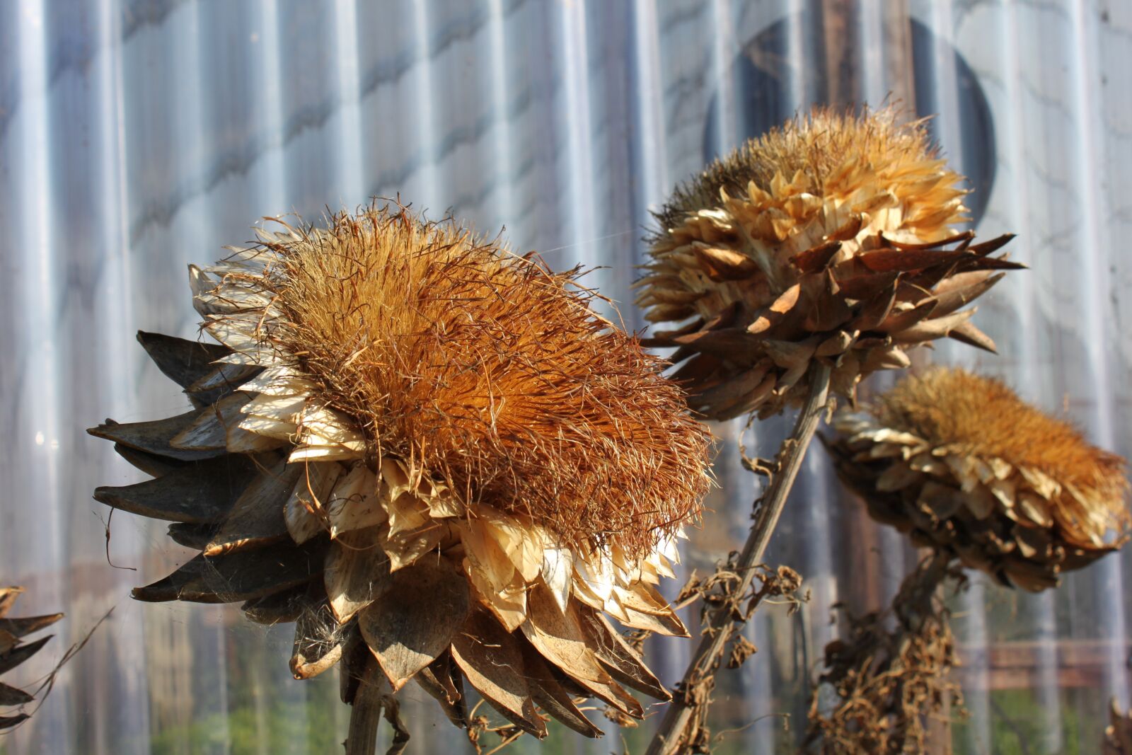 Canon EOS 500D (EOS Rebel T1i / EOS Kiss X3) sample photo. Artichoke bloom, farm, autumn photography