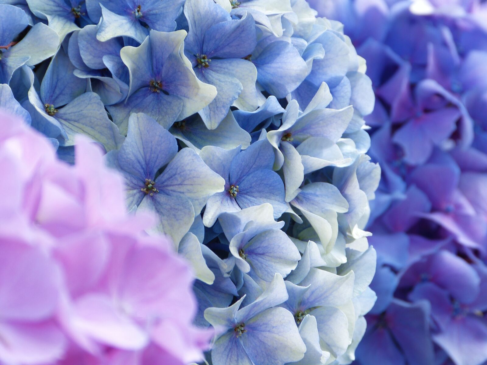 Panasonic Lumix DMC-FZ150 sample photo. Hydrangea, flowers, hydrangea flower photography