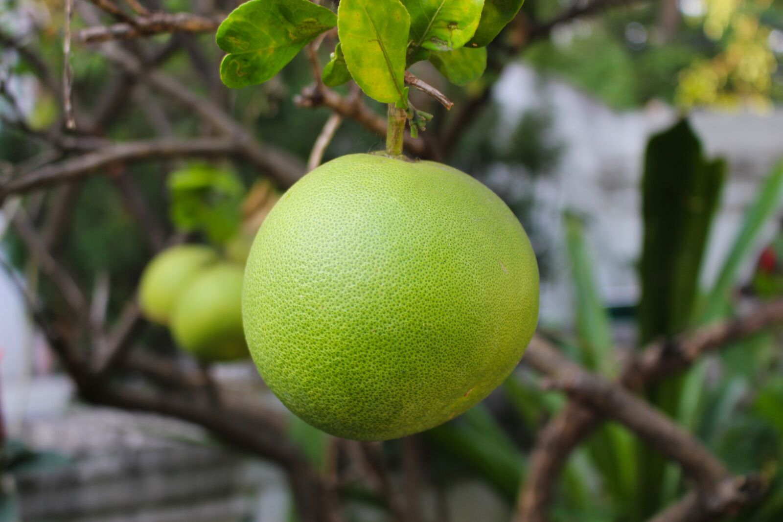 Canon EOS 700D (EOS Rebel T5i / EOS Kiss X7i) sample photo. Pomelo, fruit, citrus photography