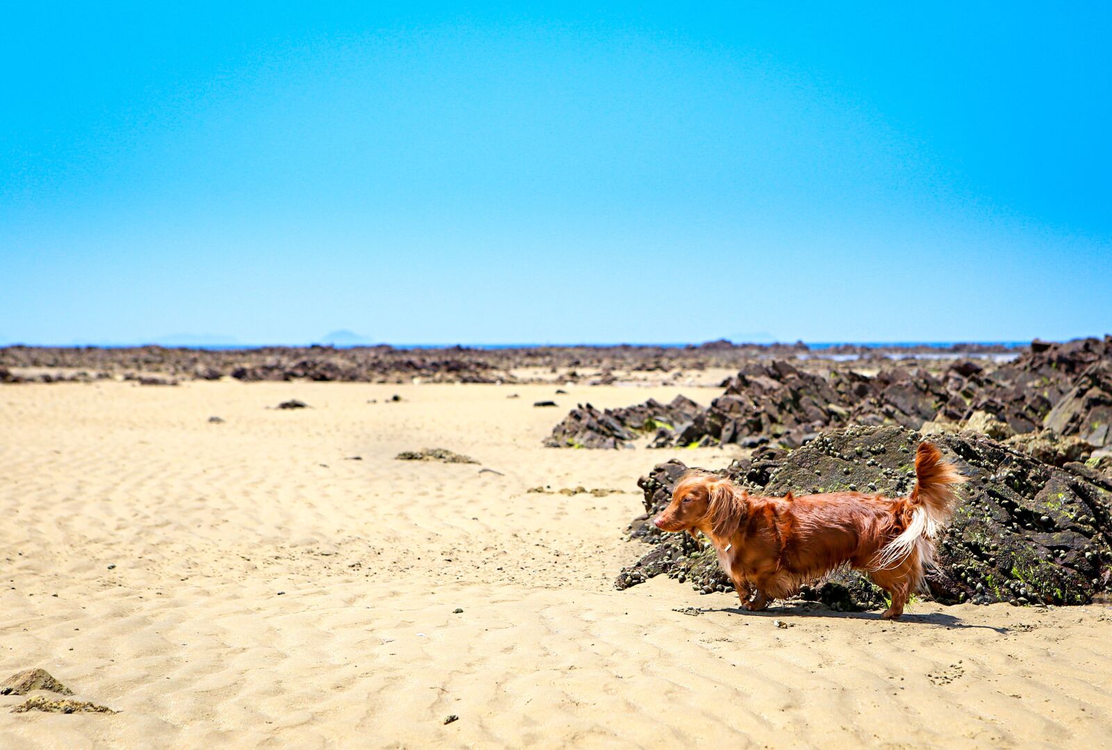 Canon EOS 6D + Canon EF 24-70mm F2.8L USM sample photo. Dog, dachshund, animal photography