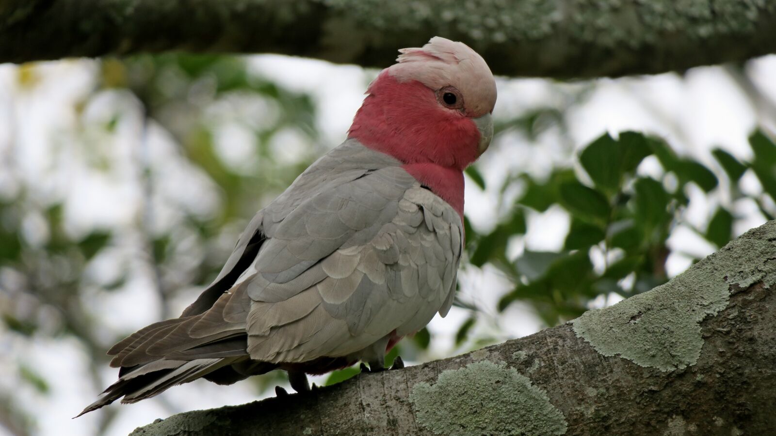 Canon PowerShot G3 X sample photo. Bird, galah, australia photography