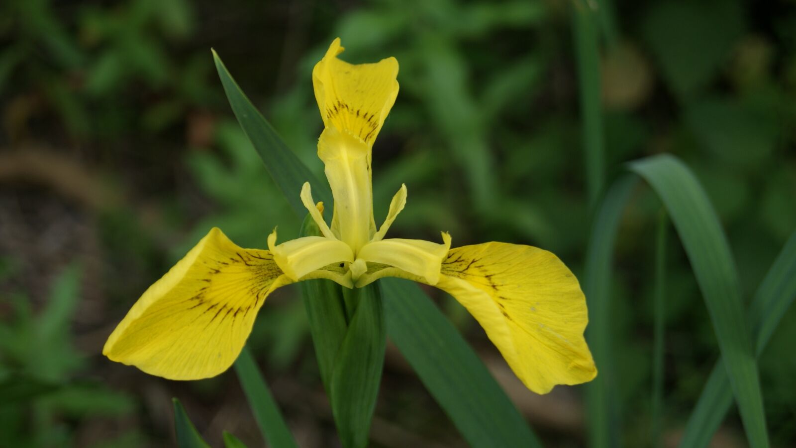 Sony Alpha DSLR-A230 sample photo. Yellow flower, close up photography
