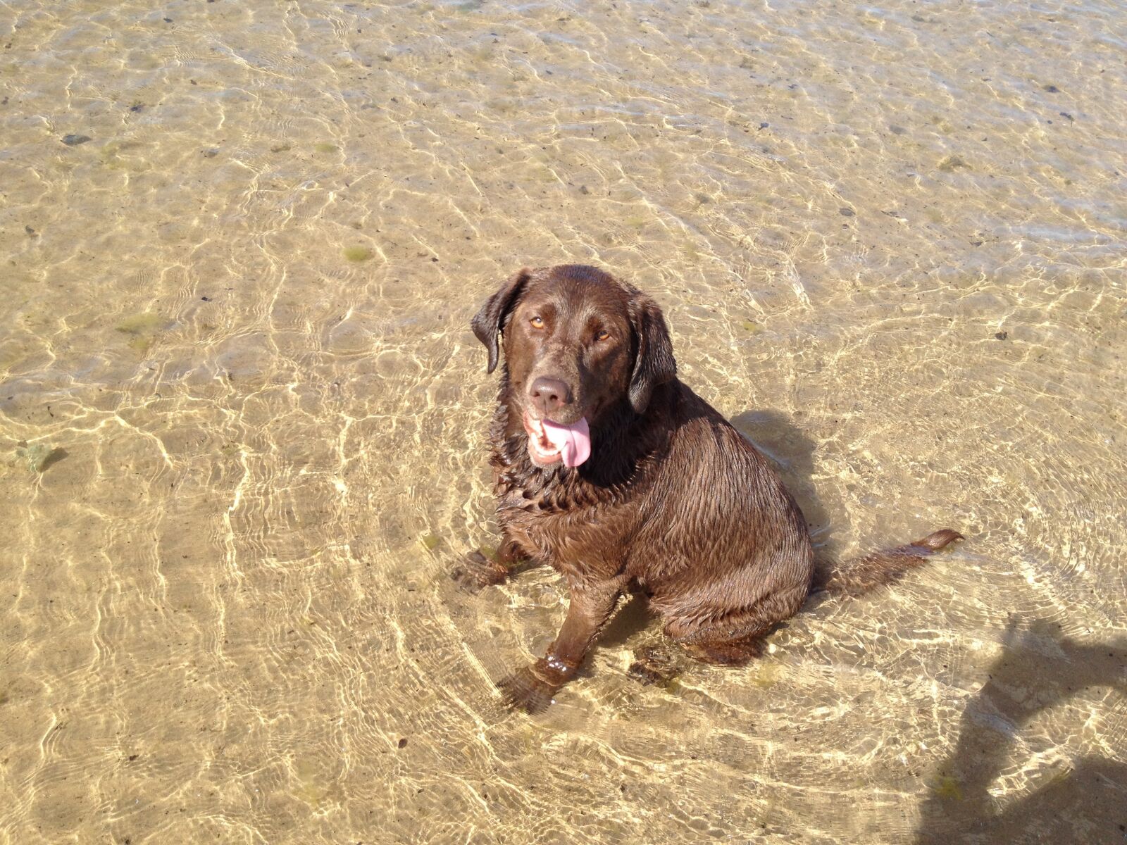 Apple iPhone 4S sample photo. Dog, labrador, retriever photography