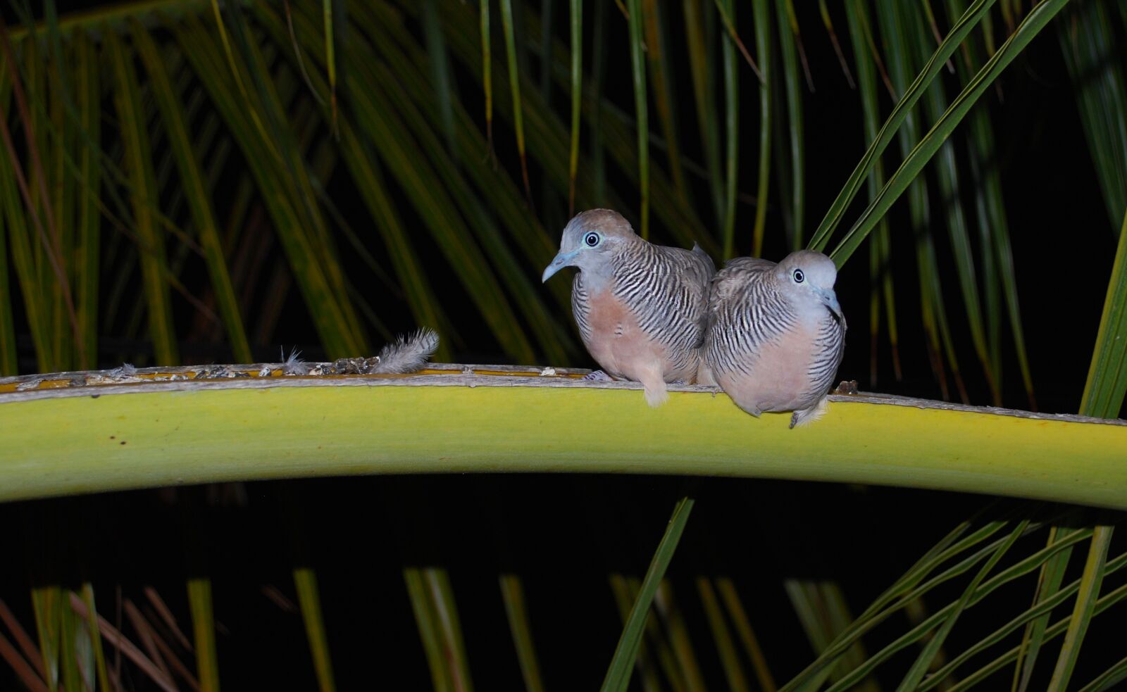 Nikon D60 sample photo. Zebra dove, animal, couple photography