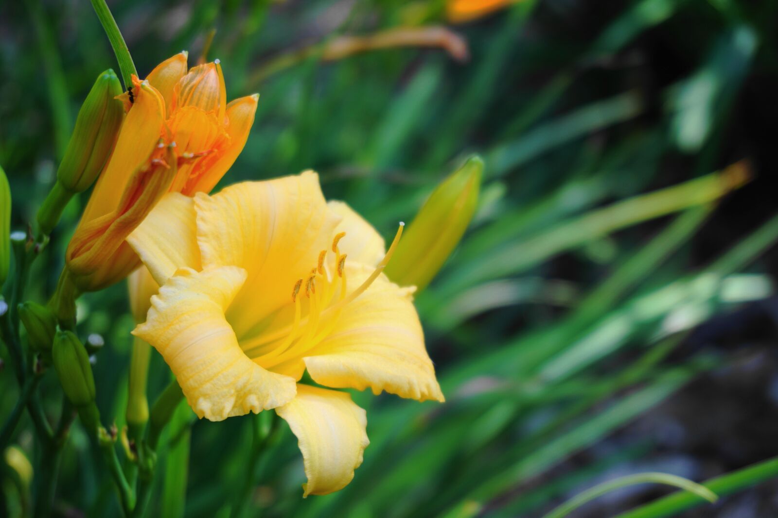 Sony a6000 sample photo. Flower, flora, plant photography