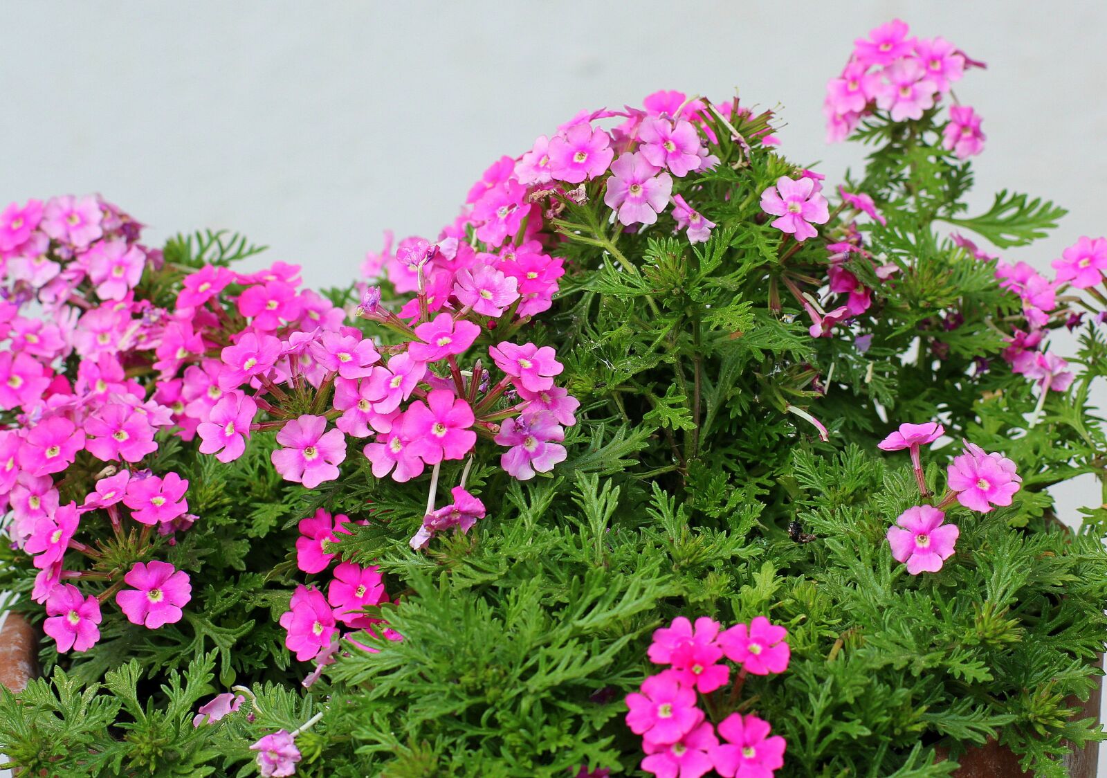 Canon EOS 1200D (EOS Rebel T5 / EOS Kiss X70 / EOS Hi) sample photo. Tiny flowers, pink, flower photography