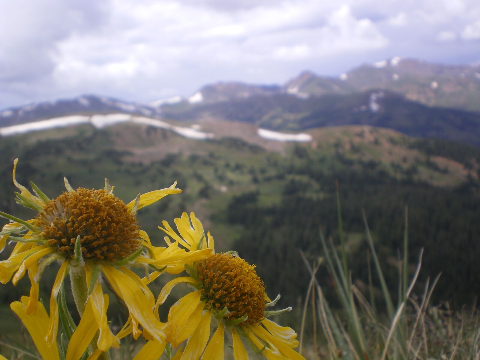 Pentax OPTIO M20 sample photo. Flowers, mountains, clouds photography