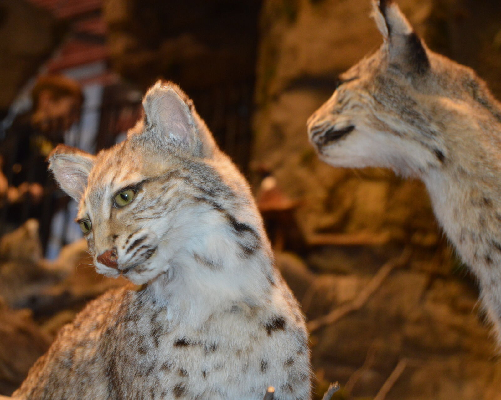 Nikon D3200 sample photo
