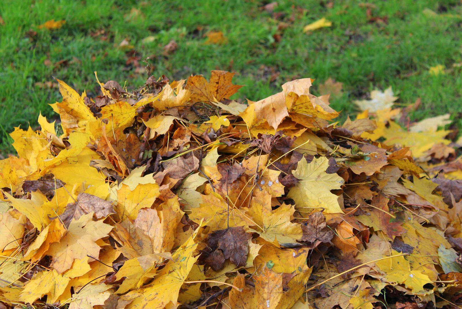 Canon EOS 1200D (EOS Rebel T5 / EOS Kiss X70 / EOS Hi) sample photo. Foliage, heap, autumn chores photography