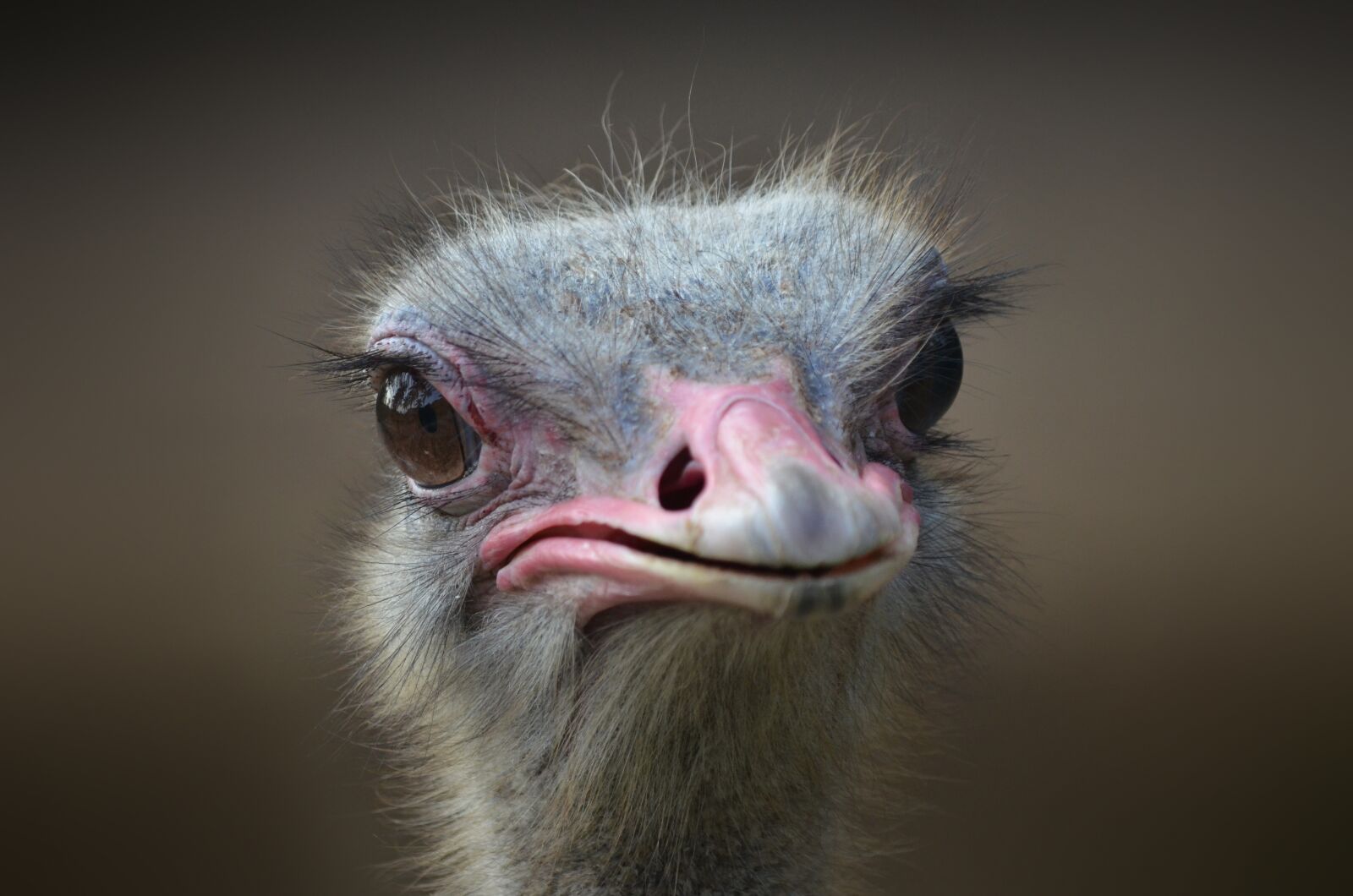 Nikon D7000 sample photo. Ostrich, bird, portrait photography