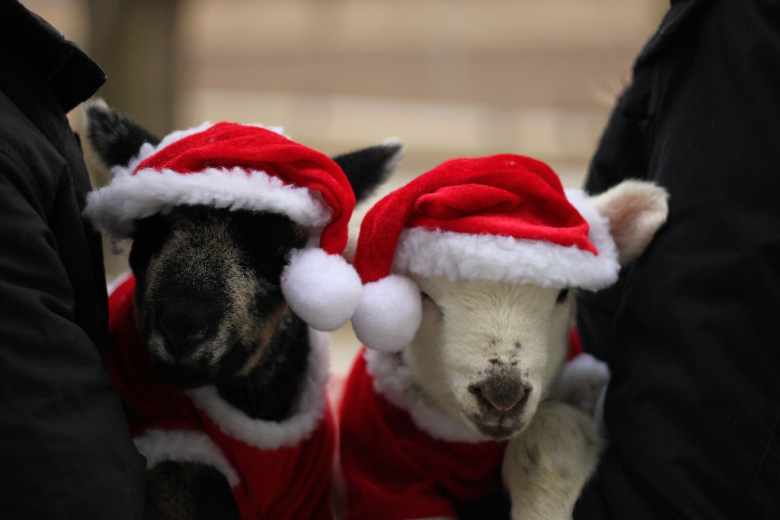 Canon EOS 550D (EOS Rebel T2i / EOS Kiss X4) sample photo. Lambs, christmas, santa hats photography