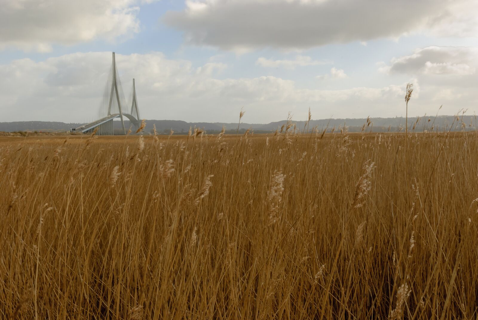 Nikon D80 sample photo. Landscape, nature, reed photography