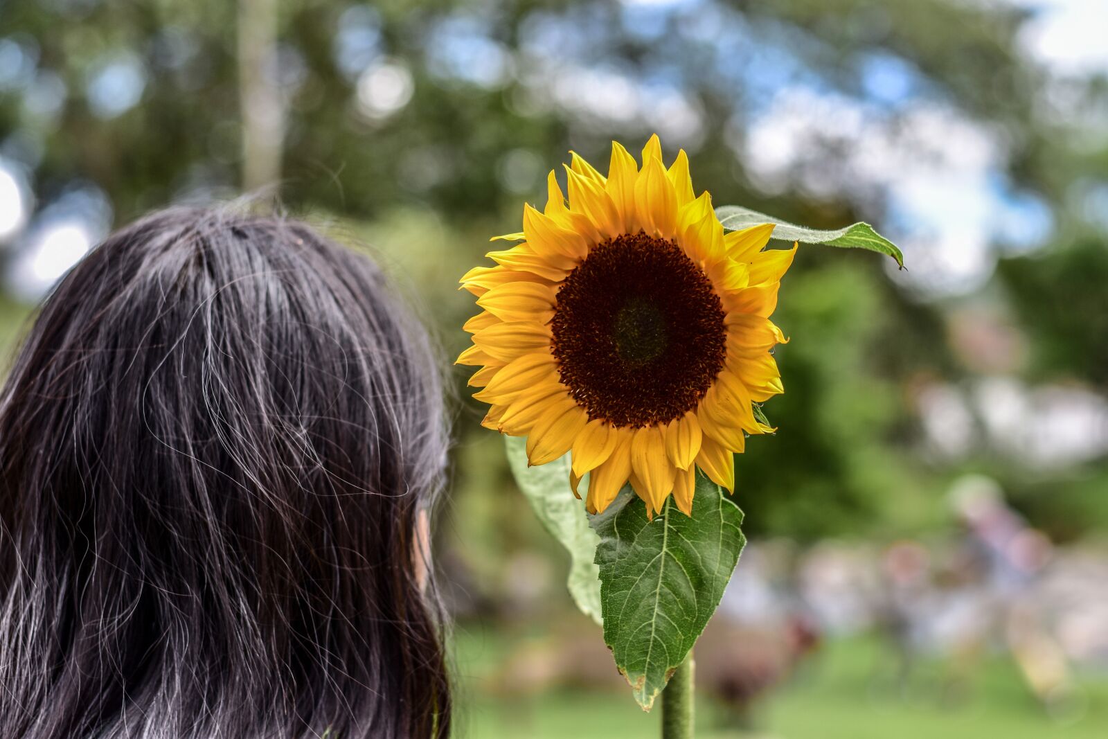 Nikon D3400 sample photo. Sunflower, plain, landscape photography