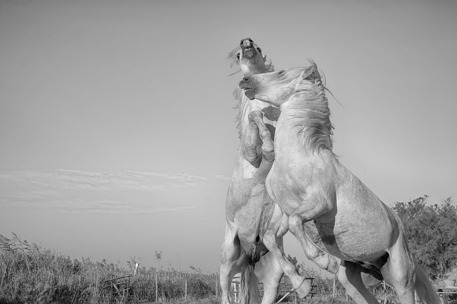 Canon EOS 5D Mark III sample photo. Cavalry, mammal, horse photography