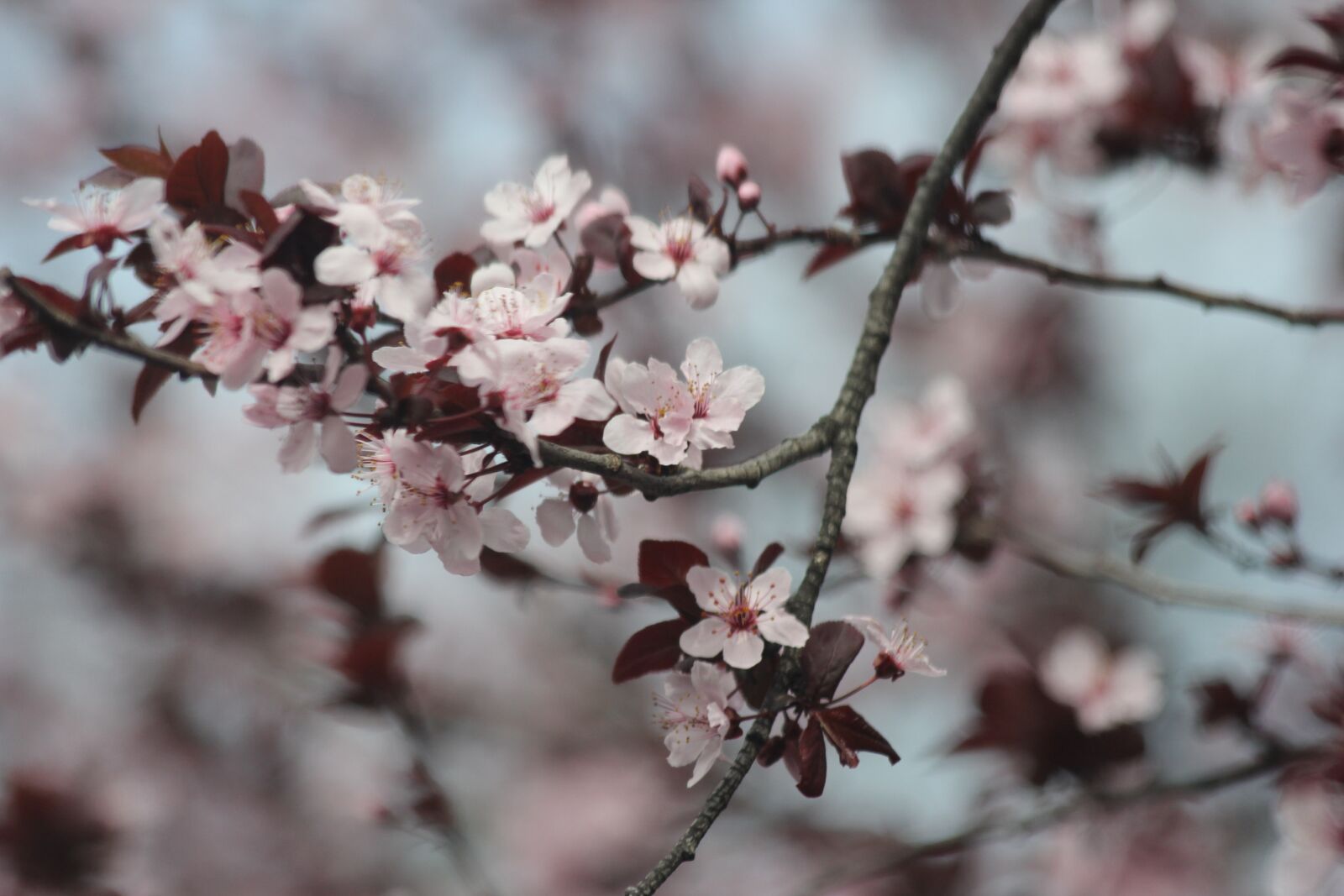 Canon EF 70-300mm F4-5.6 IS USM sample photo. Flowering plum tree, pink photography