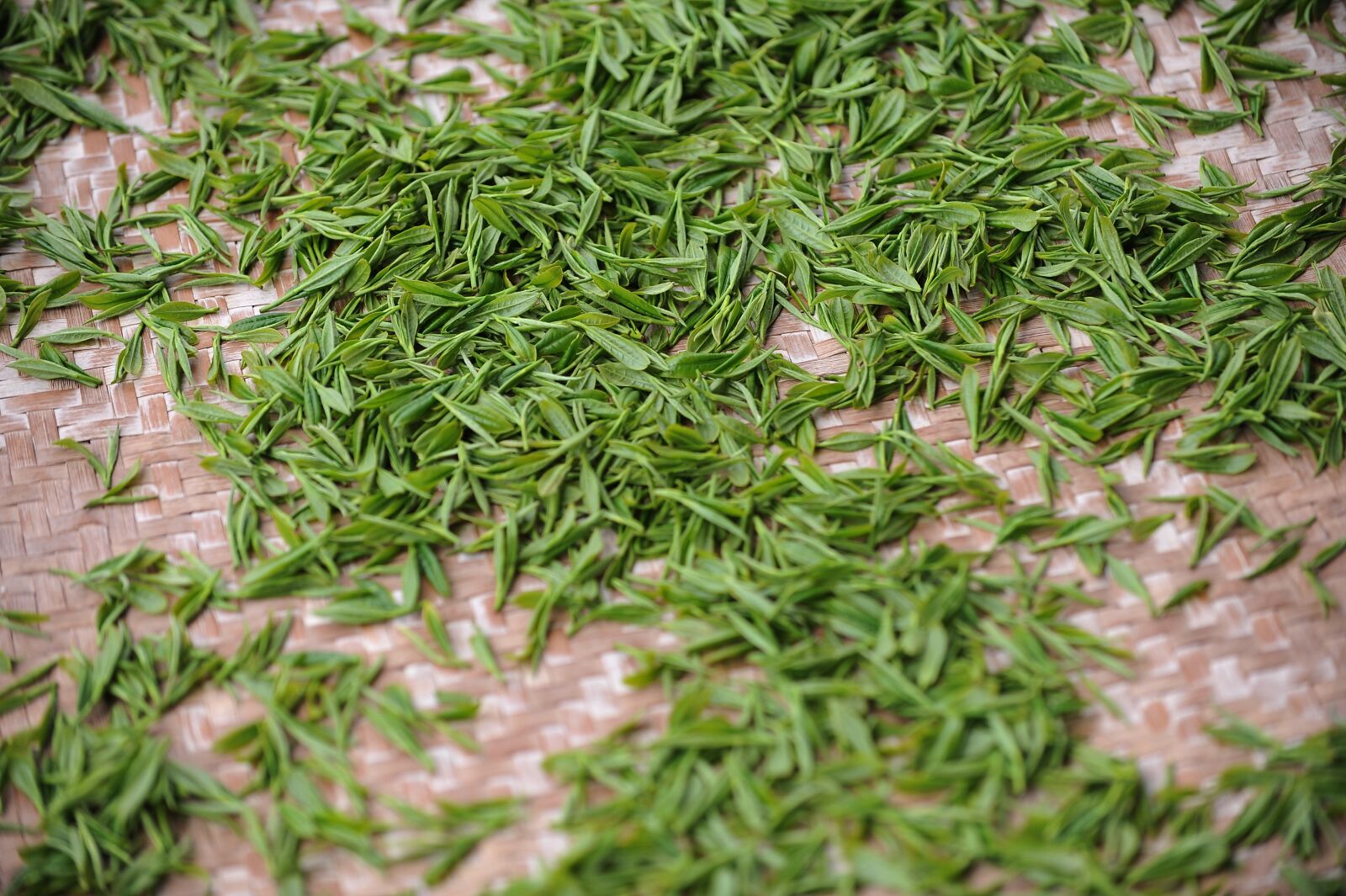 Nikon D700 sample photo. Tea garden, tea, green photography