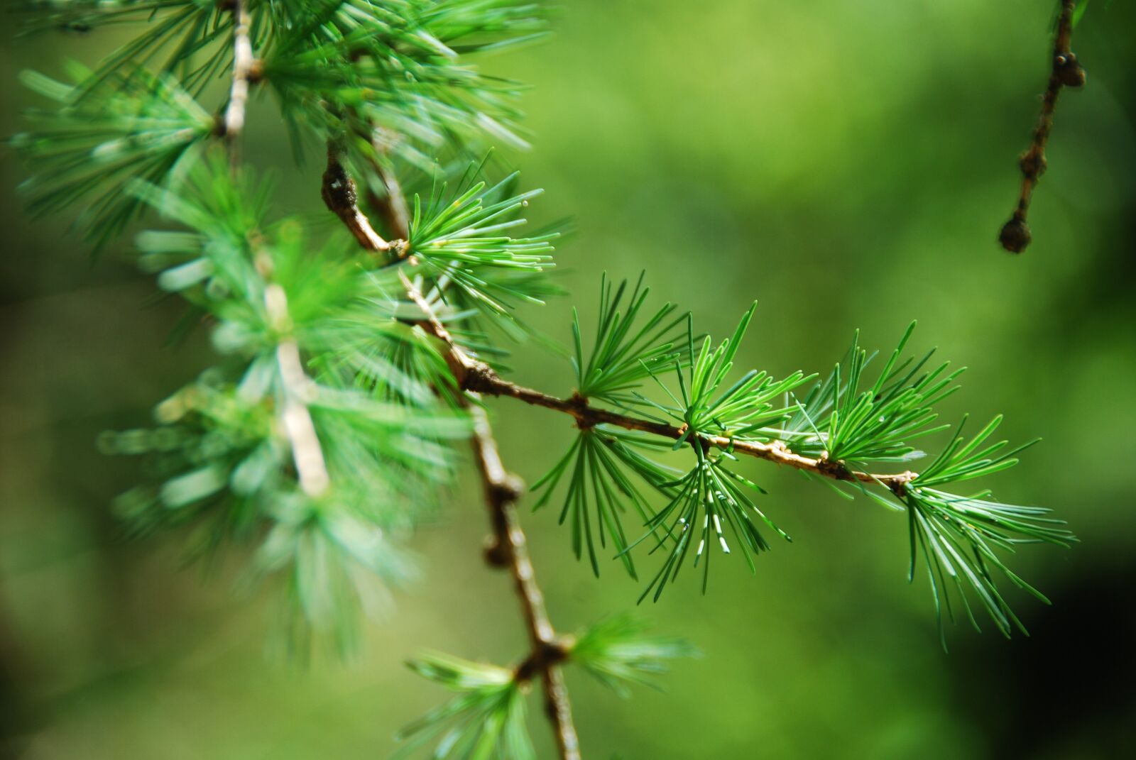 Nikon D80 sample photo. Larch, needles, close up photography