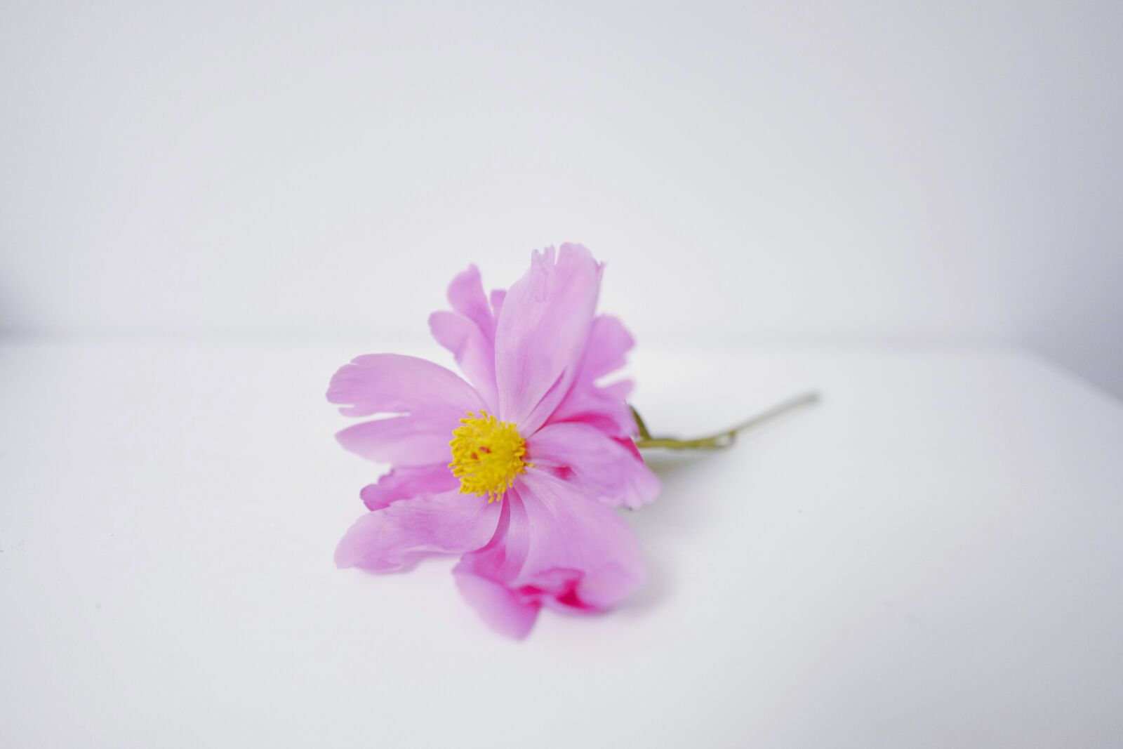 Leica Q (Typ 116) sample photo. Flower, daisy, purple photography
