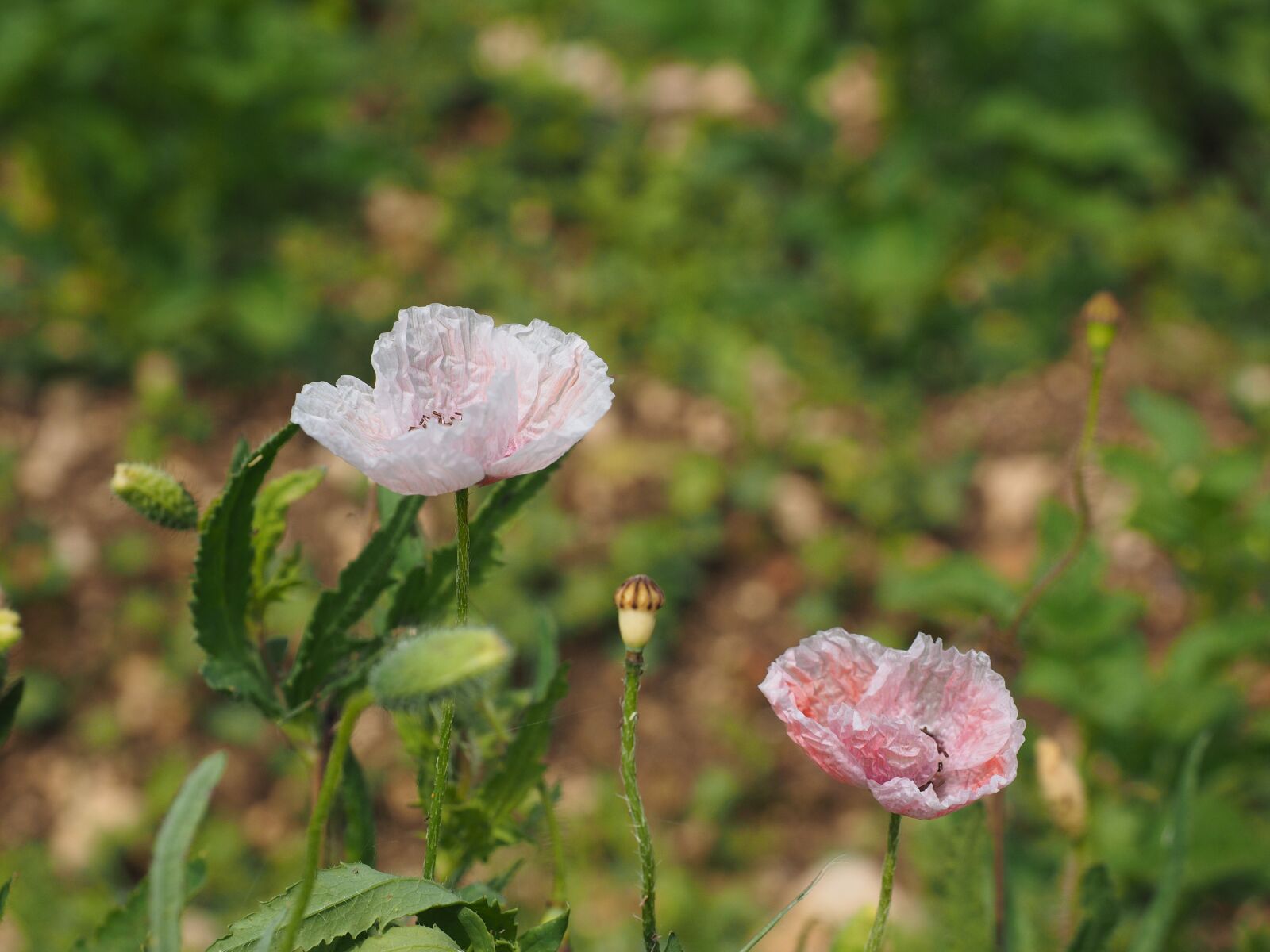 Olympus OM-D E-M1 + Olympus M.Zuiko Digital ED 12-40mm F2.8 Pro sample photo. Poppy flower, pink, light photography