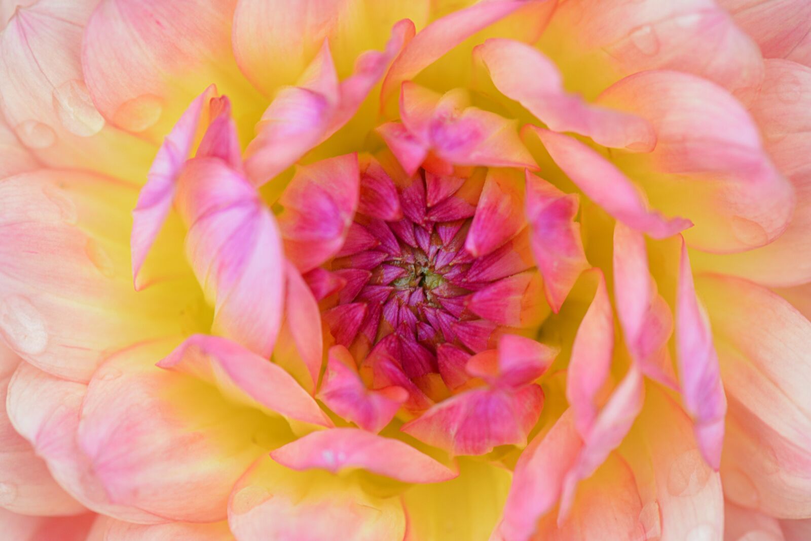 Nikon D5200 sample photo. Flower, nature, dahlia photography