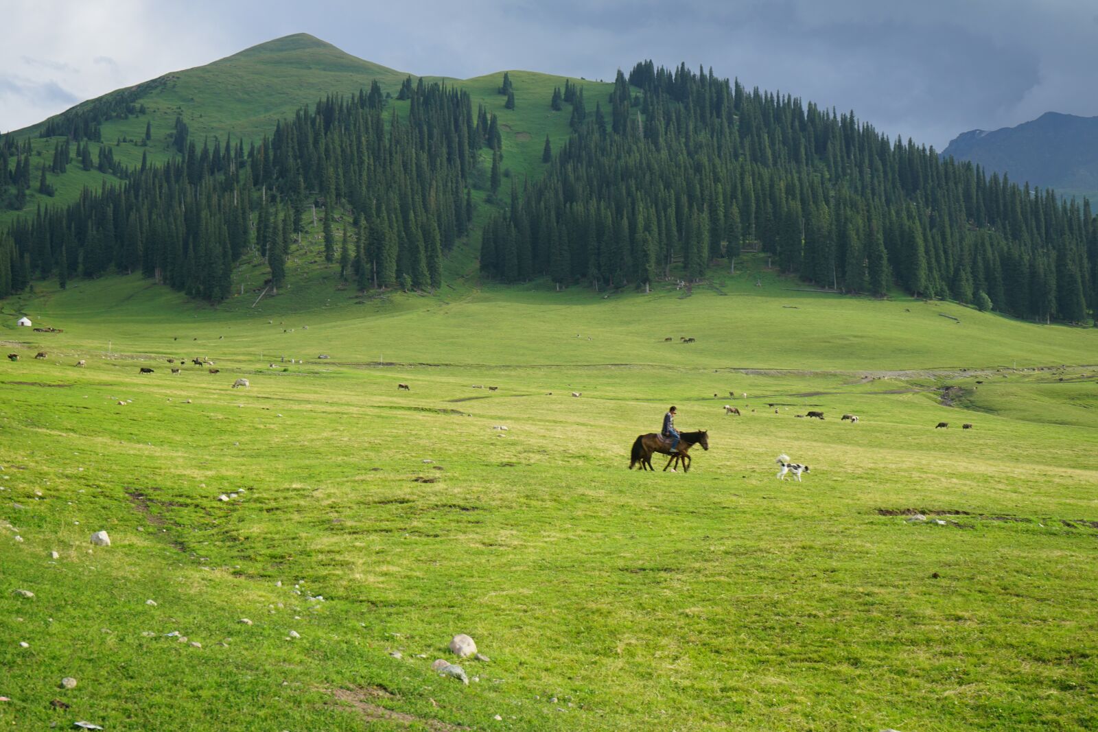 Sony a7 II + Sony FE 28-70mm F3.5-5.6 OSS sample photo. Grassland, distant hills, horseback photography