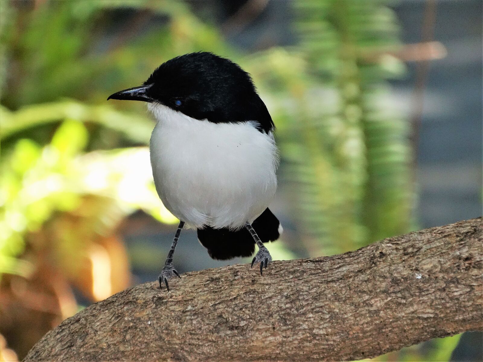 Sony Cyber-shot DSC-HX300 sample photo. Bird, etosha, national, park photography