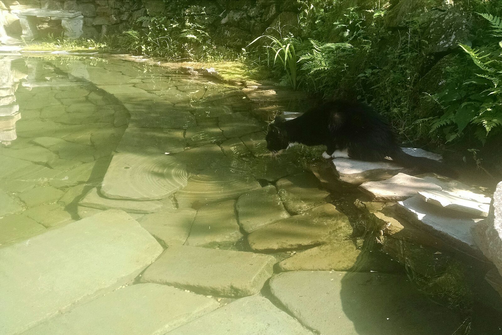 Motorola Moto X (1st Gen) sample photo. Animals, cat, drink, frog photography