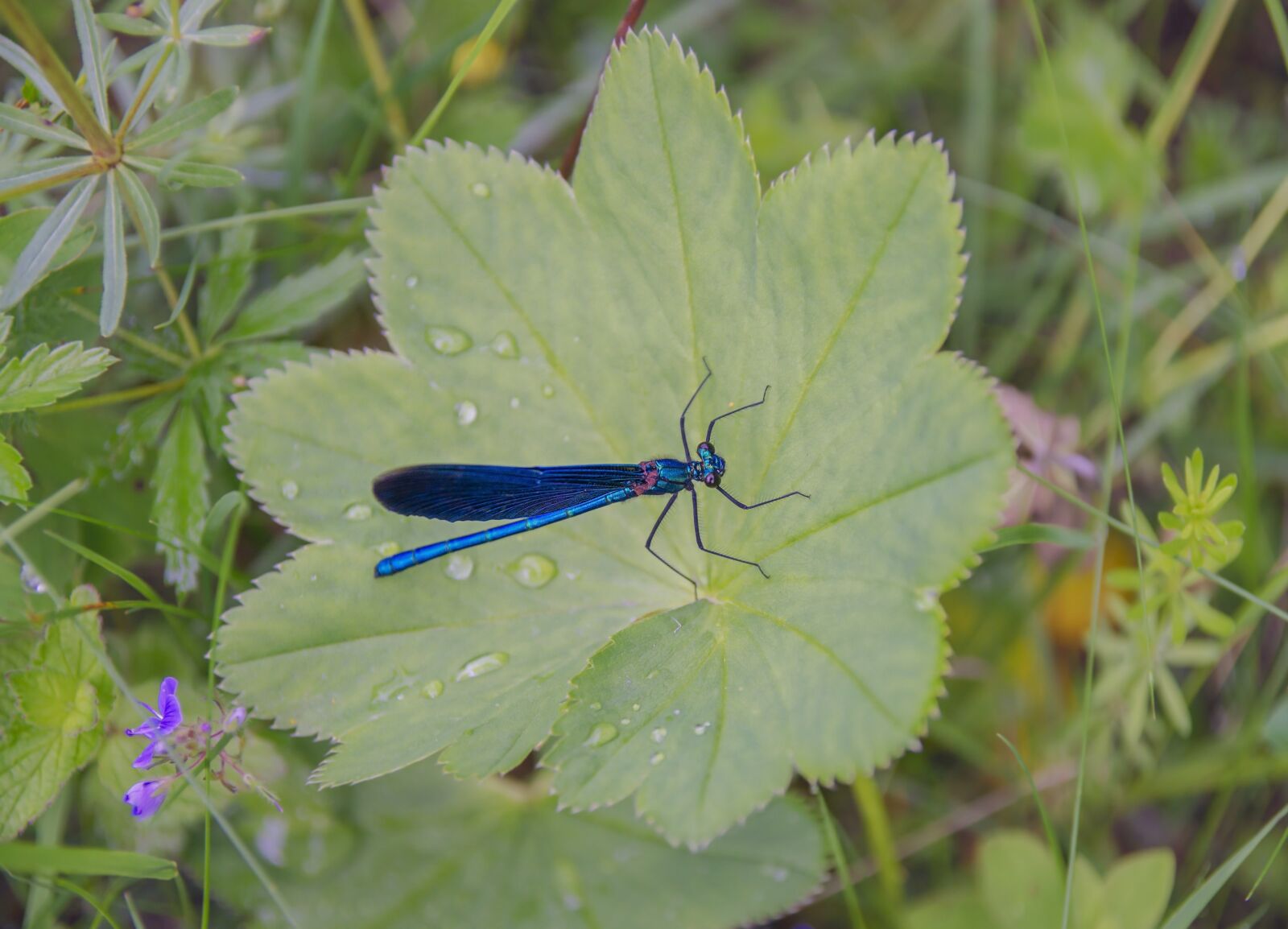 Sony Alpha DSLR-A550 sample photo. Dragonfly, sheet, summer photography